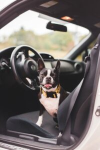 Ein Hund stitzt auf dem Beifahrersitz ohne eine sichere Hundebox fürs Auto