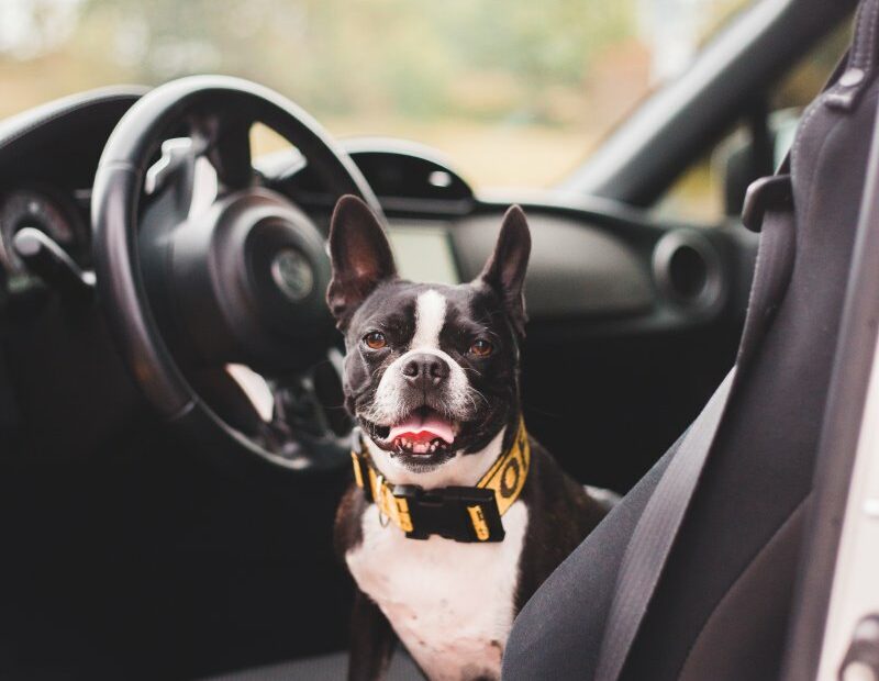 Ein Hund stitzt auf dem Beifahrersitz ohne eine sichere Hundebox fürs Auto