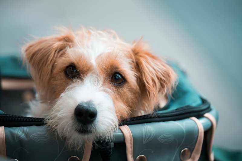 hundetasche-mit-hund