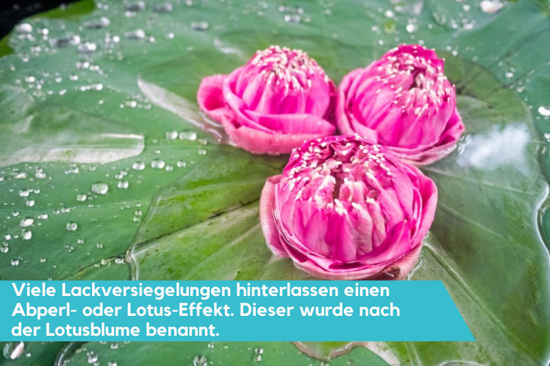 Der Lotuseffekt einer Lackversiegelung wurde nach der Lotusblume benannt.